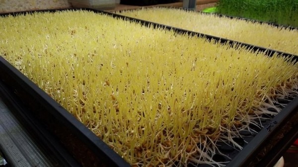 «С финансированием фермы помогла теща». Посмотрите, как белорус зарабатывает на микрозелени «С финансированием фермы помогла теща». Посмотрите, как белорус зарабатывает на микрозелени