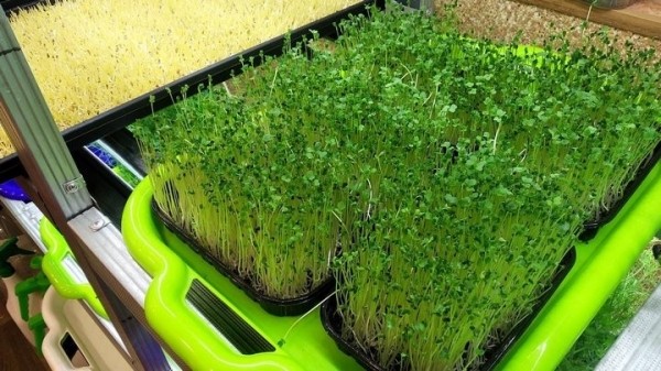 «С финансированием фермы помогла теща». Посмотрите, как белорус зарабатывает на микрозелени «С финансированием фермы помогла теща». Посмотрите, как белорус зарабатывает на микрозелени