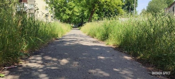 Читатель: Брест, ул. Я.Купалы. Вон какая трава вымахала
             
                Читатель: Брест, ул. Я.Купалы. Вон какая трава вымахала