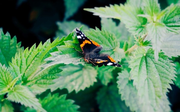 Дерматолог рассказала, какой должна быть первая помощь при ожоге крапивой Дерматолог рассказала, какой должна быть первая помощь при ожоге крапивой