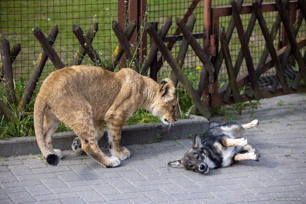 В минском зоопарке ко львенку, потерявшему маму, подселили щенка В минском зоопарке ко львенку, потерявшему маму, подселили щенка