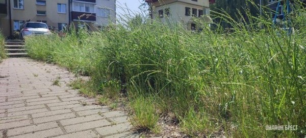 Читатель: Брест, ул. Я.Купалы. Вон какая трава вымахала
             
                Читатель: Брест, ул. Я.Купалы. Вон какая трава вымахала