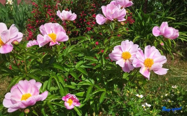 Фотофакт. Пришла пора клематисов и пионов