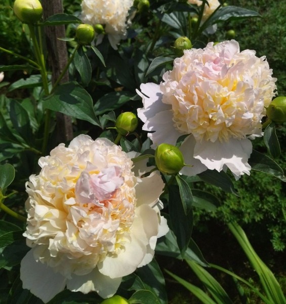 Фотофакт. Пришла пора клематисов и пионов