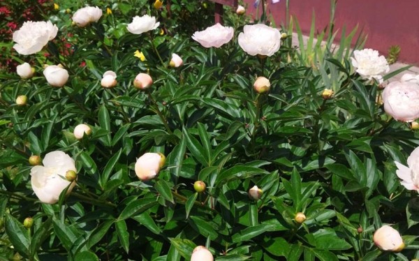 Фотофакт. Пришла пора клематисов и пионов