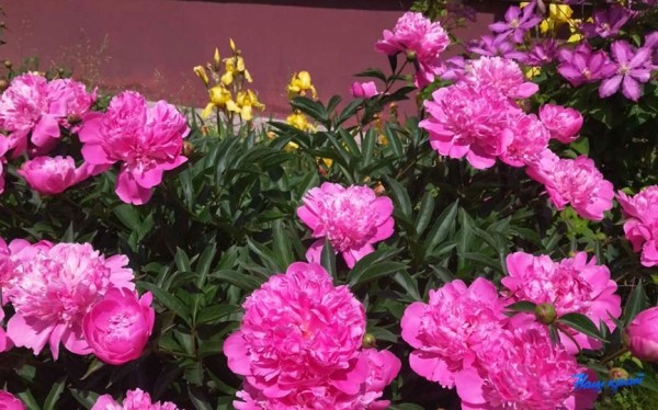 Фотофакт. Пришла пора клематисов и пионов