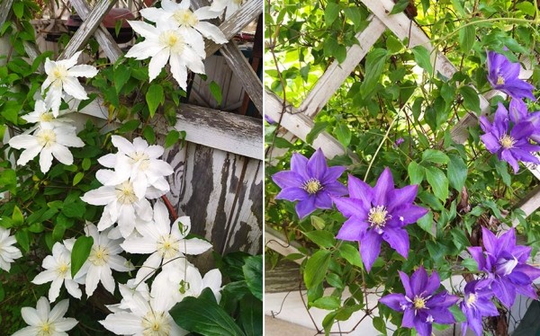 Фотофакт. Пришла пора клематисов и пионов