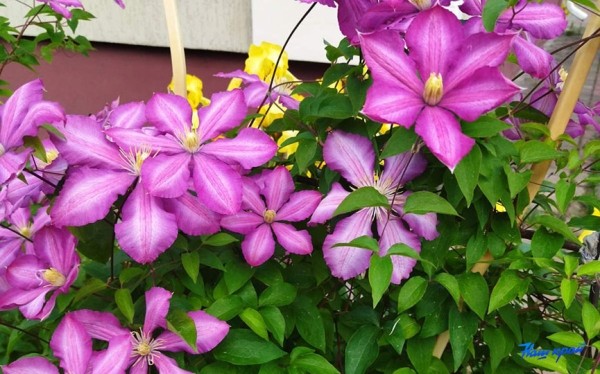 Фотофакт. Пришла пора клематисов и пионов