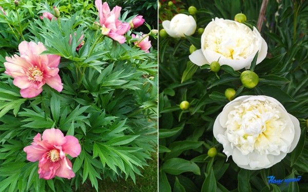 Фотофакт. Пришла пора клематисов и пионов