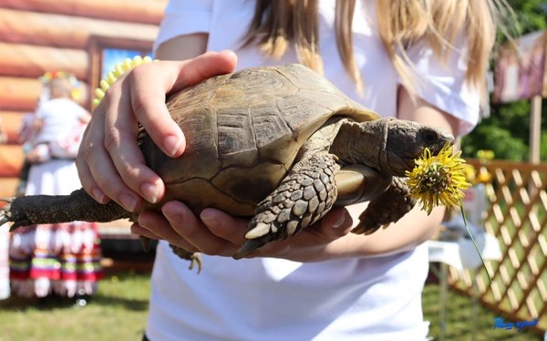 Фоторепортаж. «Властелина села» выбрали в Барановичском районе Фоторепортаж. «Властелина села» выбрали в Барановичском районе