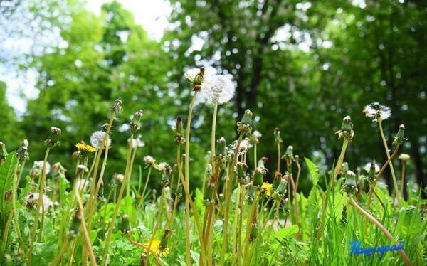 Синоптики обещают жару в Беларуси на предстоящей неделе Синоптики обещают жару в Беларуси на предстоящей неделе