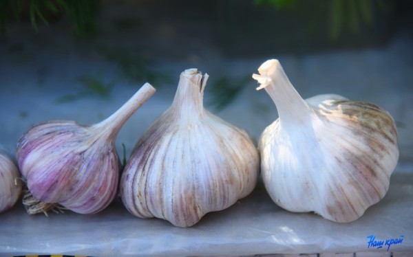 Врачи заявили, что чеснок препятствует фотостарению кожи Врачи заявили, что чеснок препятствует фотостарению кожи