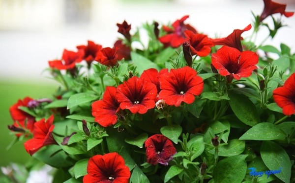 За жарой последуют грозы в Барановичском районе За жарой последуют грозы в Барановичском районе