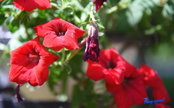  Желтый уровень опасности объявлен в Беларуси 26 июня из-за жары