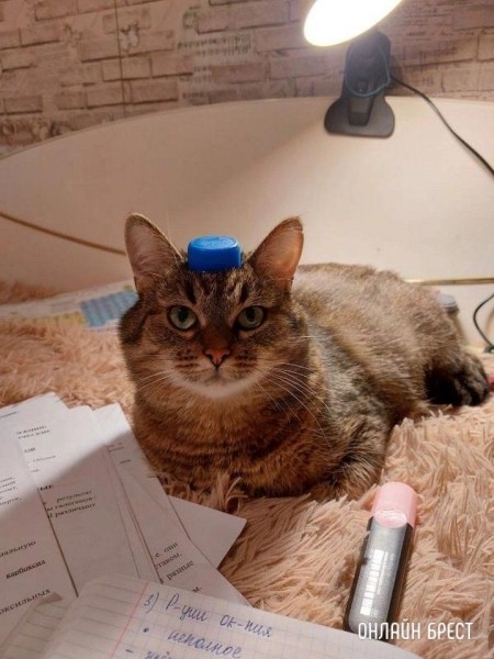 
                Читатель: Пропала кошка. Ситуация произошла ночью 7 июля на автодороге Минск-Брест
            