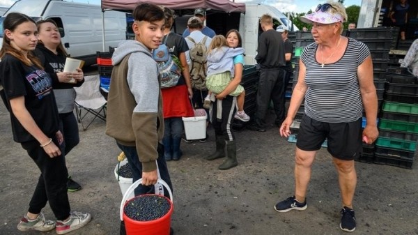 Истории белорусов, которые зарабатывают на чернике