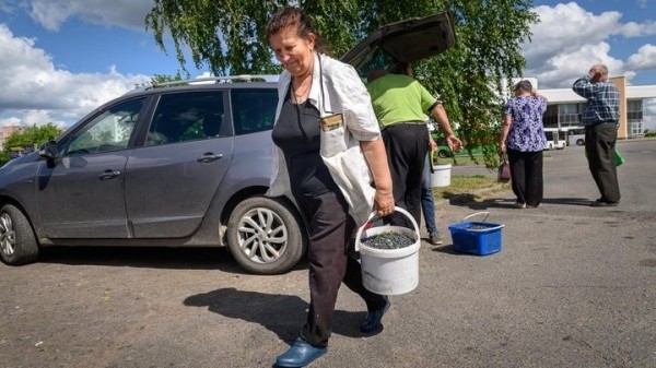 Истории белорусов, которые зарабатывают на чернике