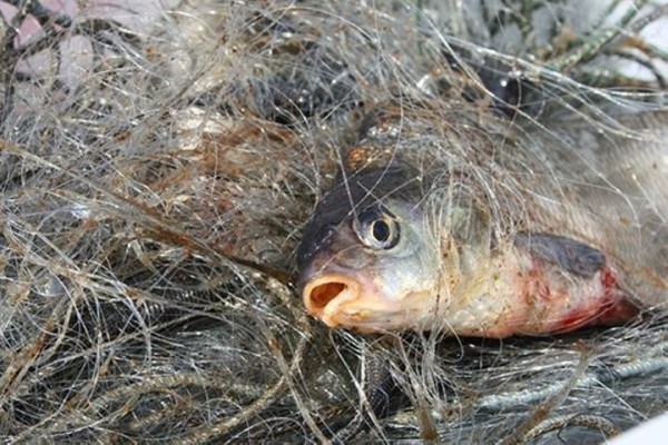 Трех браконьеров задержали за один день в Брестской области