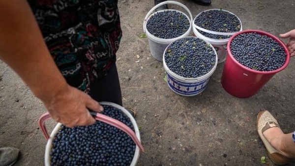 Истории белорусов, которые зарабатывают на чернике