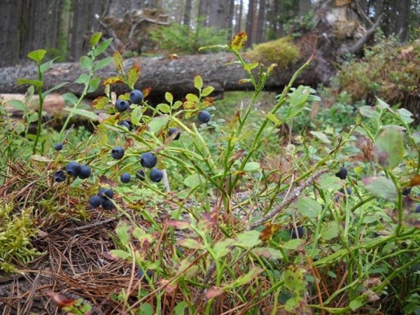 Пенсионерка из Березовского района на сборе ягод в день зарабатывает более 50 рублей Пенсионерка из Березовского района на сборе ягод в день зарабатывает более 50 рублей