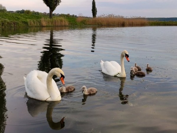 Очень вреден черный хлеб. Орнитологи рассказали, когда, чем и каких птиц можно подкармливать в городе Очень вреден черный хлеб. Орнитологи рассказали, когда, чем и каких птиц можно подкармливать в городе