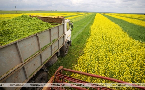 Белорусские аграрии начали уборку озимых и сурепицы Белорусские аграрии начали уборку озимых и сурепицы