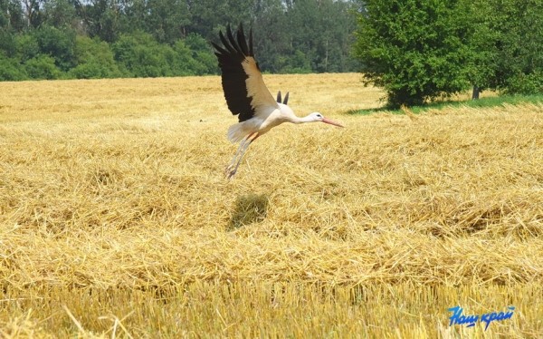 Брестская область намерена вдвое увеличить посевы озимого ячменя