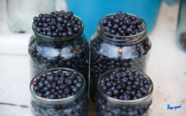 Черника подешевела. Почем в Барановичском регионе принимают ягоды и грибы?