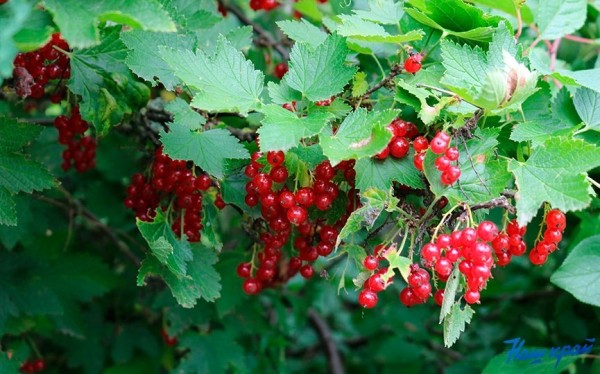 Что принимает Барановичский заготпромторг и почем?  Что принимает Барановичский заготпромторг и почем?