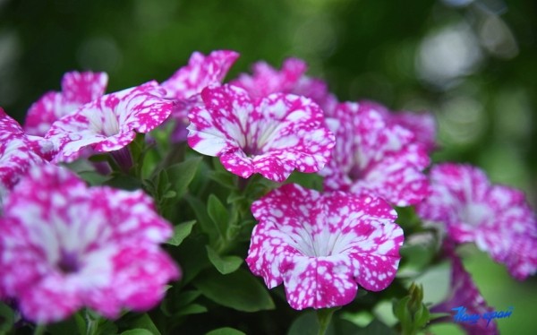 До +26°С, дожди и грозы ожидаются в Беларуси 25 июля