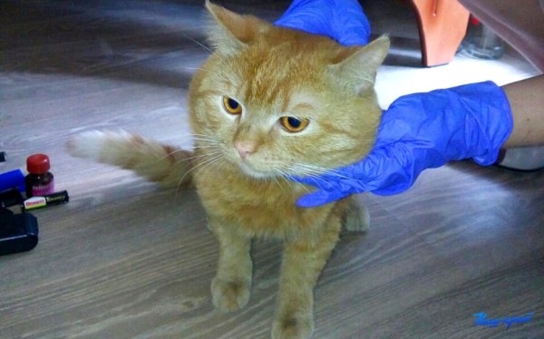 «Добили новую квартиру!»: на Боровках выселили должников, пока их не было дома