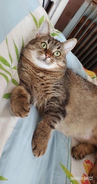 
                Читатель: Пропала кошка. Ситуация произошла ночью 7 июля на автодороге Минск-Брест
            