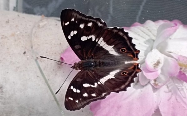 Фотофакт. Бабочку-хамелеона запечатлела жительница Барановичей Фотофакт. Бабочку-хамелеона запечатлела жительница Барановичей