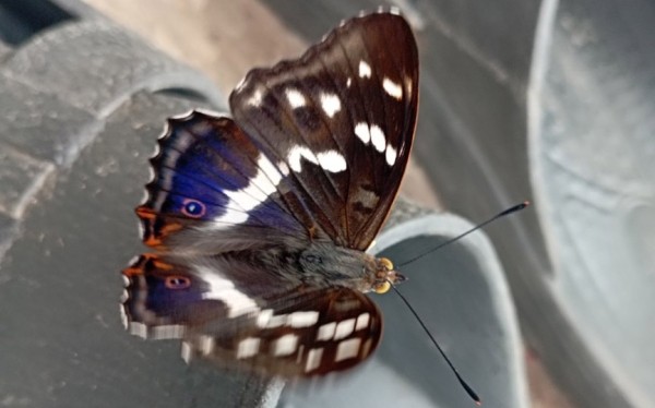 Фотофакт. Бабочку-хамелеона запечатлела жительница Барановичей Фотофакт. Бабочку-хамелеона запечатлела жительница Барановичей