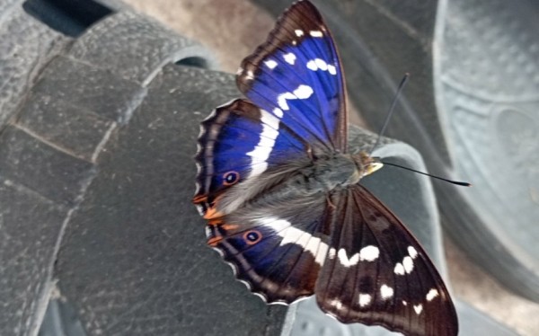 Фотофакт. Бабочку-хамелеона запечатлела жительница Барановичей Фотофакт. Бабочку-хамелеона запечатлела жительница Барановичей