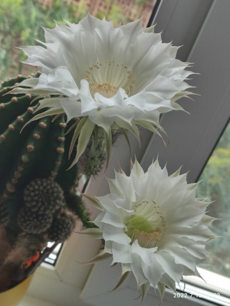 Фотофакт. Очень красиво цветут кактусы у жительниц Барановичей Фотофакт. Очень красиво цветут кактусы у жительниц Барановичей