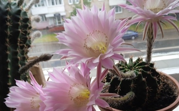 Фотофакт. Очень красиво цветут кактусы у жительниц Барановичей Фотофакт. Очень красиво цветут кактусы у жительниц Барановичей