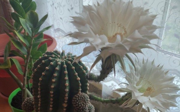 Фотофакт. Очень красиво цветут кактусы у жительниц Барановичей Фотофакт. Очень красиво цветут кактусы у жительниц Барановичей