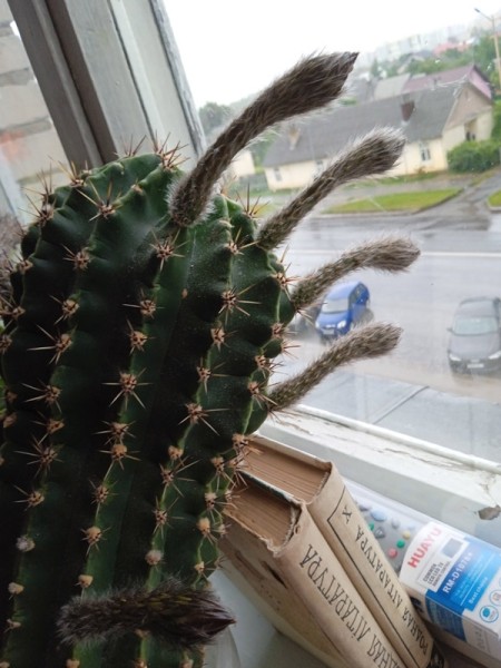 Фотофакт. Очень красиво цветут кактусы у жительниц Барановичей Фотофакт. Очень красиво цветут кактусы у жительниц Барановичей