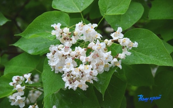 Фотофакт. В Барановичах зацвели катальпы Фотофакт. В Барановичах зацвели катальпы