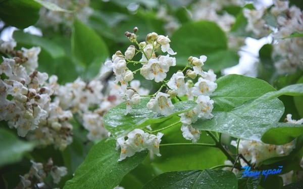 Фотофакт. В Барановичах зацвели катальпы Фотофакт. В Барановичах зацвели катальпы