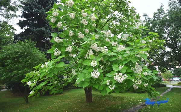Фотофакт. В Барановичах зацвели катальпы Фотофакт. В Барановичах зацвели катальпы