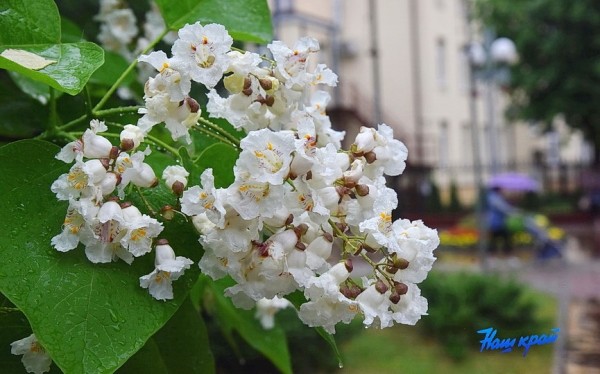 Фотофакт. В Барановичах зацвели катальпы Фотофакт. В Барановичах зацвели катальпы