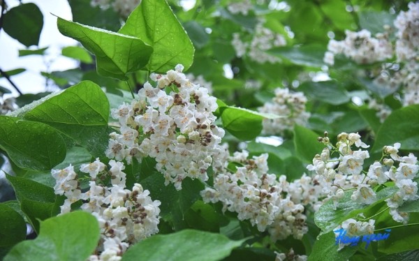 Фотофакт. В Барановичах зацвели катальпы Фотофакт. В Барановичах зацвели катальпы