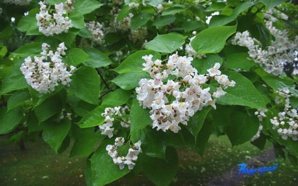 Фотофакт. В Барановичах зацвели катальпы Фотофакт. В Барановичах зацвели катальпы
