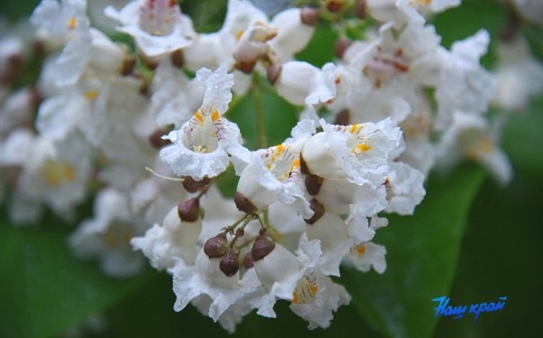 Фотофакт. В Барановичах зацвели катальпы Фотофакт. В Барановичах зацвели катальпы