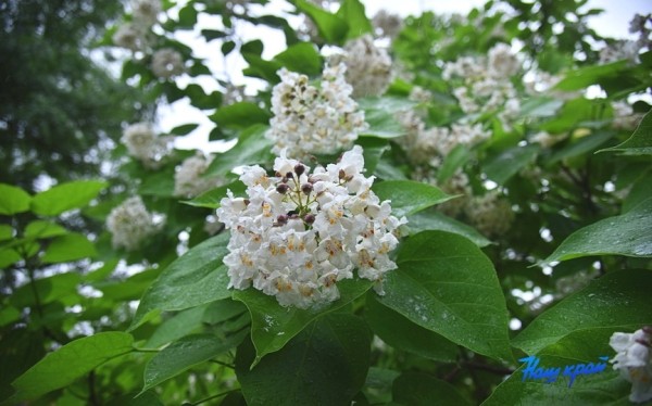 Фотофакт. В Барановичах зацвели катальпы Фотофакт. В Барановичах зацвели катальпы