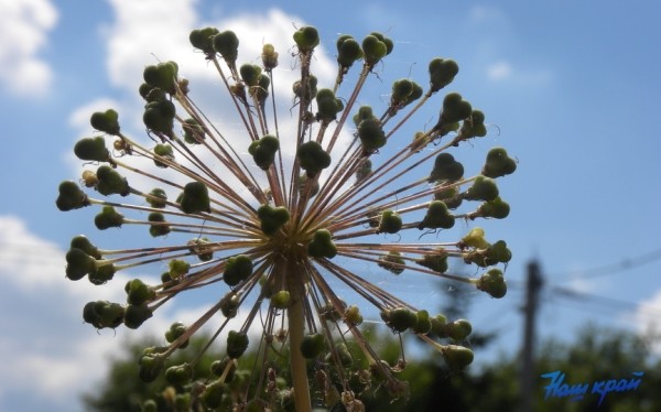 Кратковременные дожди и до +33°С прогнозируют в Беларуси 23 июля Кратковременные дожди и до +33°С прогнозируют в Беларуси 23 июля
