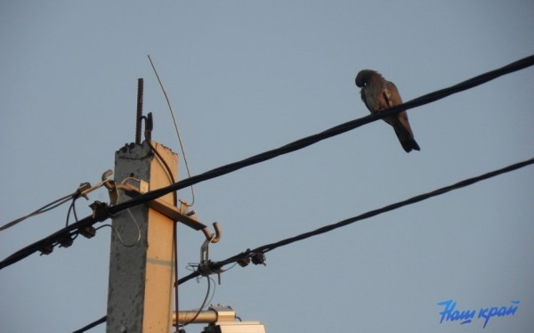 На четырех барановичских улицах 25 июля не будет света На четырех барановичских улицах 25 июля не будет света