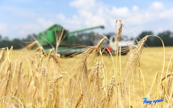 Первый миллион тонн зерна намолочен в Беларуси